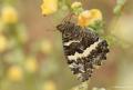 Brintesia circe (Karamurat)